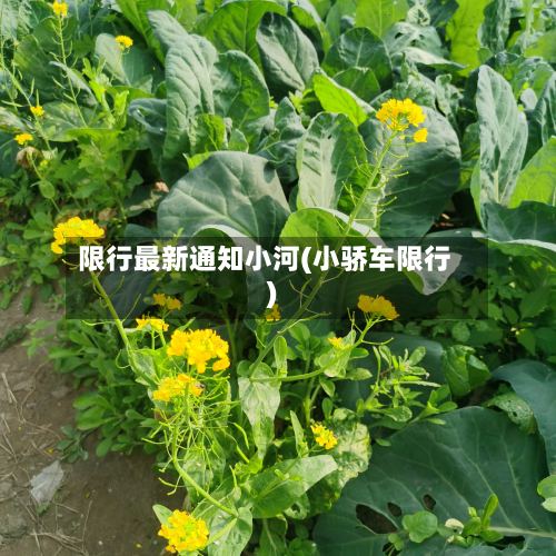 限行最新通知小河(小骄车限行)-第2张图片