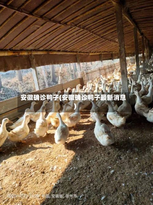 安徽确诊鸭子(安徽确诊鸭子最新消息)