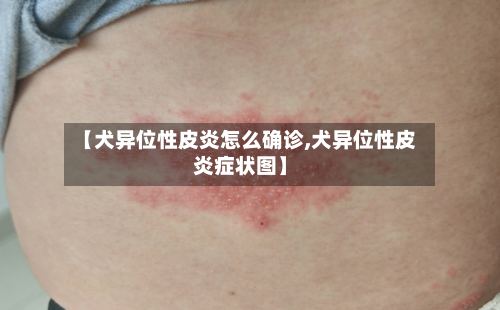 【犬异位性皮炎怎么确诊,犬异位性皮炎症状图】-第3张图片