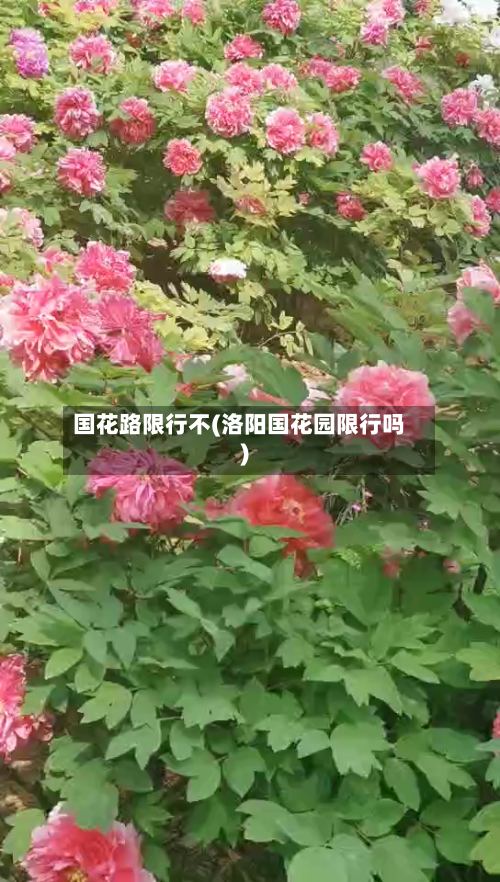 国花路限行不(洛阳国花园限行吗)-第2张图片