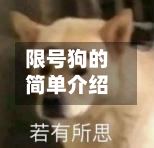 限号狗的简单介绍-第2张图片