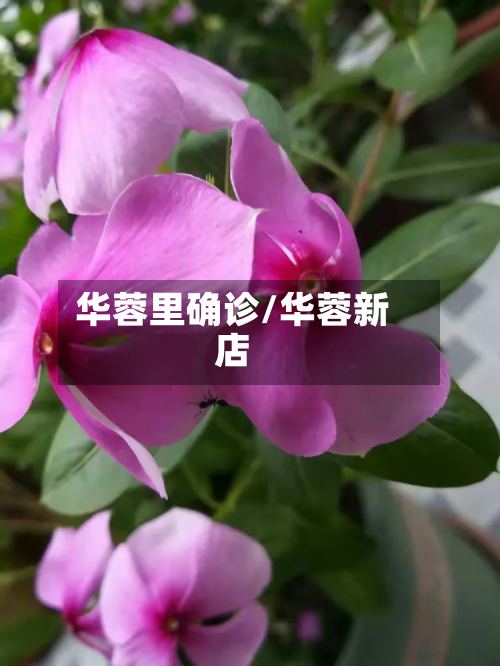 华蓉里确诊/华蓉新店-第2张图片